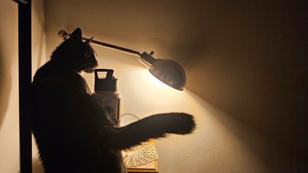 a tuxedo cat stands partway on a nightstand, partially illuminated in yellow light by a desk lamp