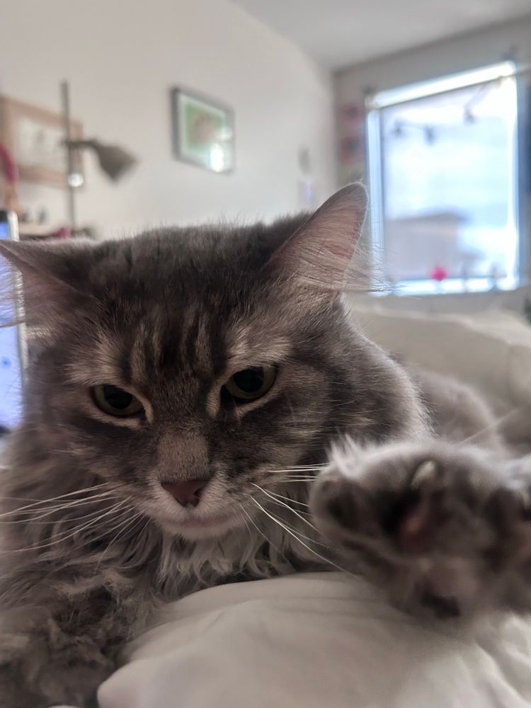 Kitten, age 7, reaching for you