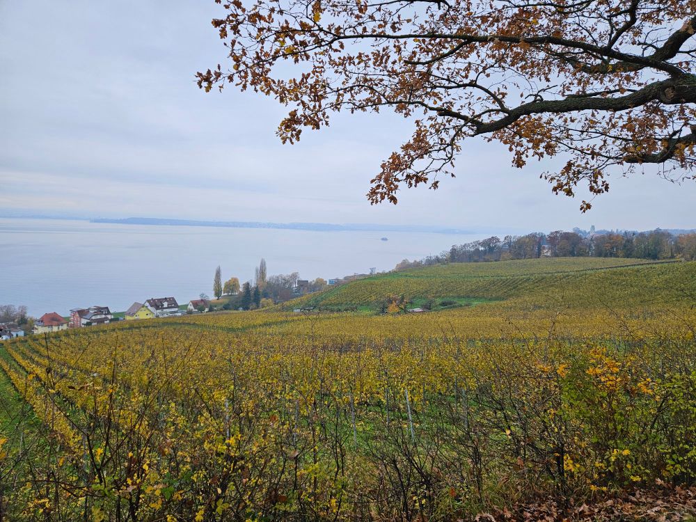 Bild zeigt Blick über den Bodensee.