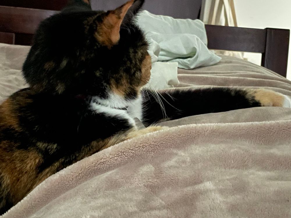 Isobel is a calico cat. She has her front left paw draped over a fawn-coloured blanket