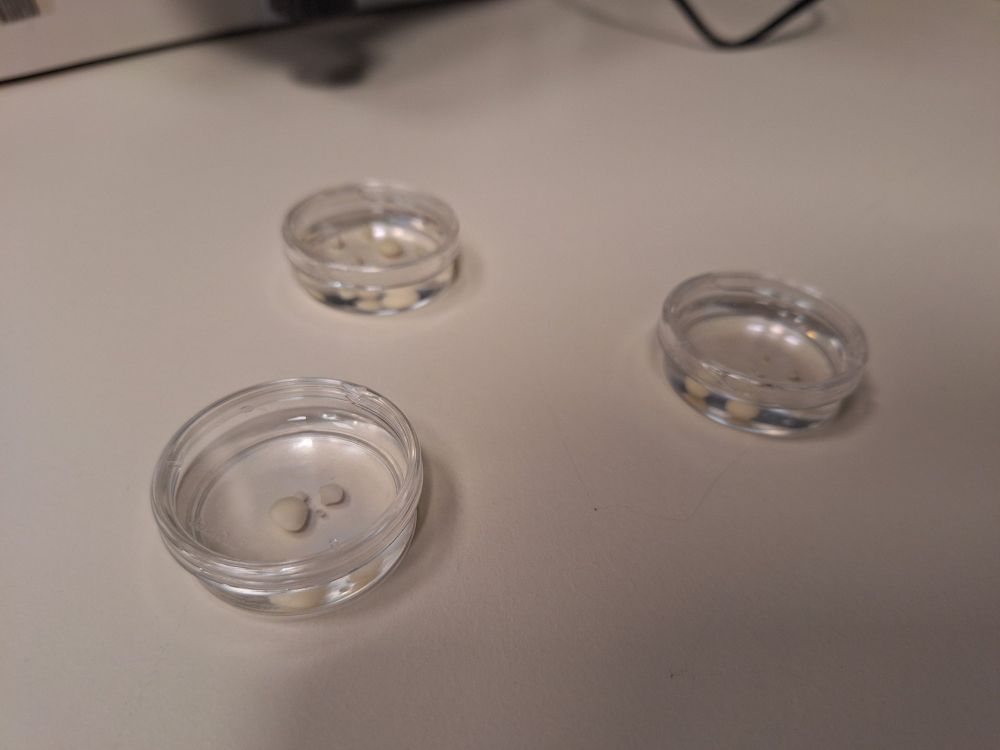 Brain organoids on dishes