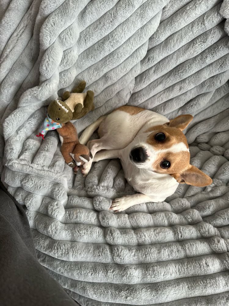 Coco (a small brown and white dog) with her stuffed fox and stuffed dinosaur toys sitting on a lovesac. 