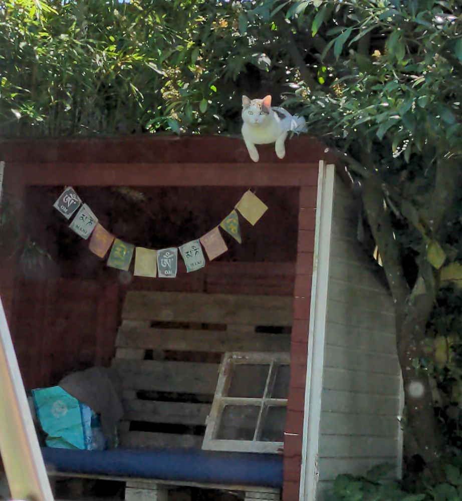 Bank im unterstand im Garten. Darauf liegt eine weisse Hauskatze und schaut in die Kamera
