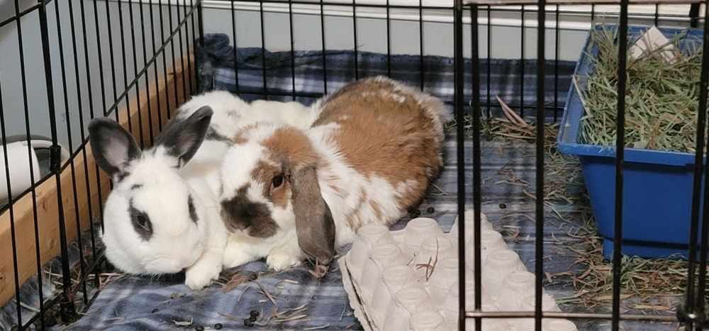 A grey and white rabbit and a brown and white lop rabbit snuggled up together on a blanket