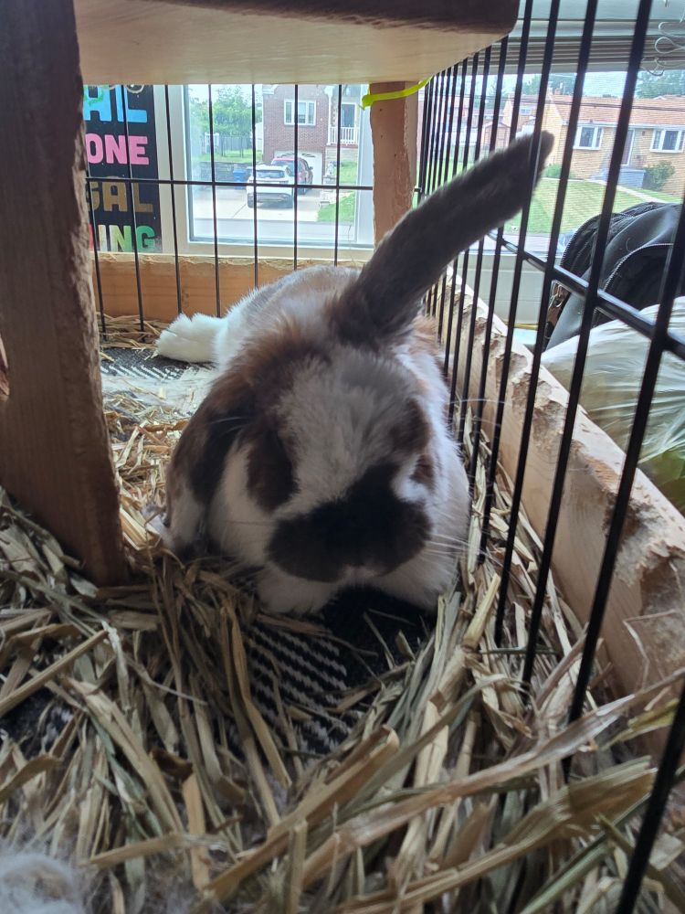 A brown and white lop eared rabbit with one ear sticking up 