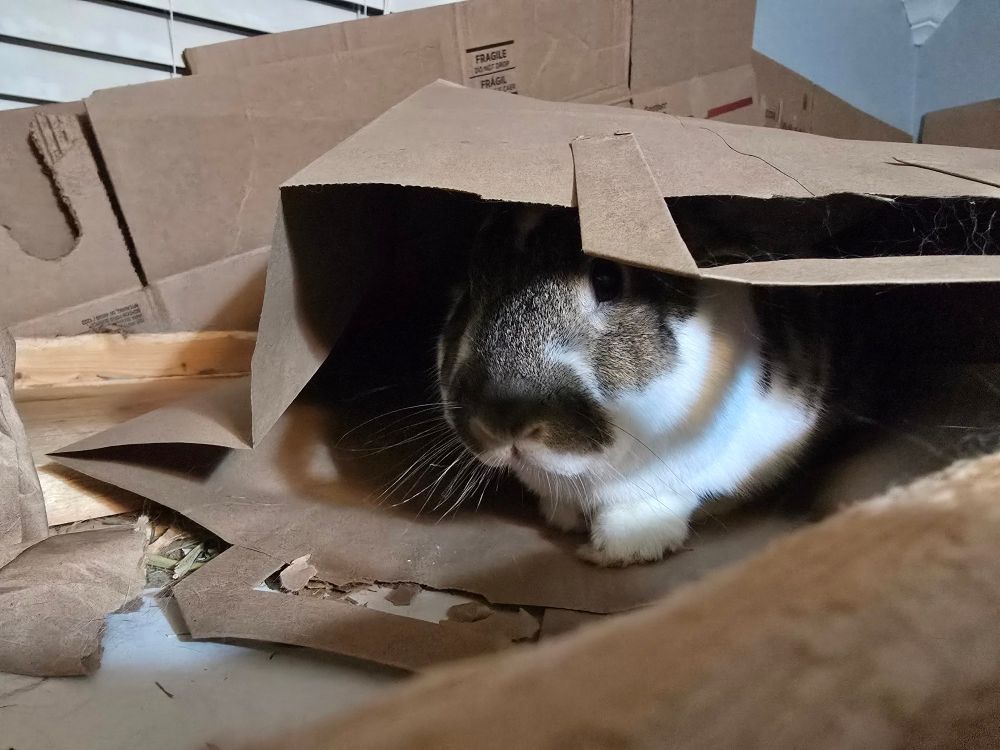 A broken agouti patterned rabbit hiding in a paper bag