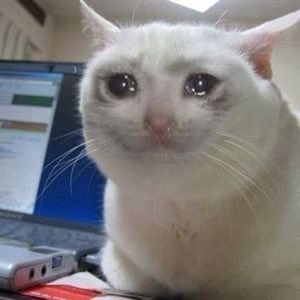 cat crying meme with a laptop behind it