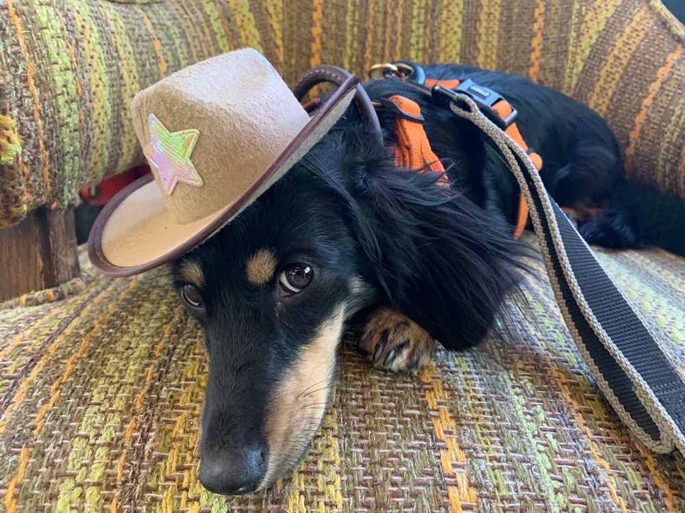 Ava the mini with a tiny cowboy hat.