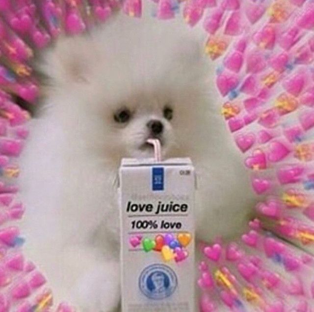 a small white dog surrounded by pink emoji hearts. the dog is drinking a juice box that says "love juice. 100% love"
