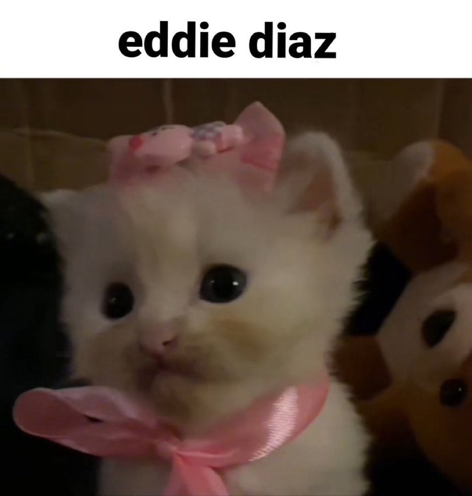 photo of a small white kitten with a pink bow on its head, and another around its neck, captioned "eddie diaz"