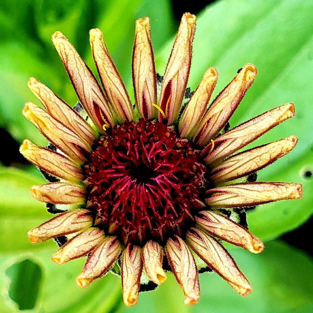Zinnia with petals still rolled