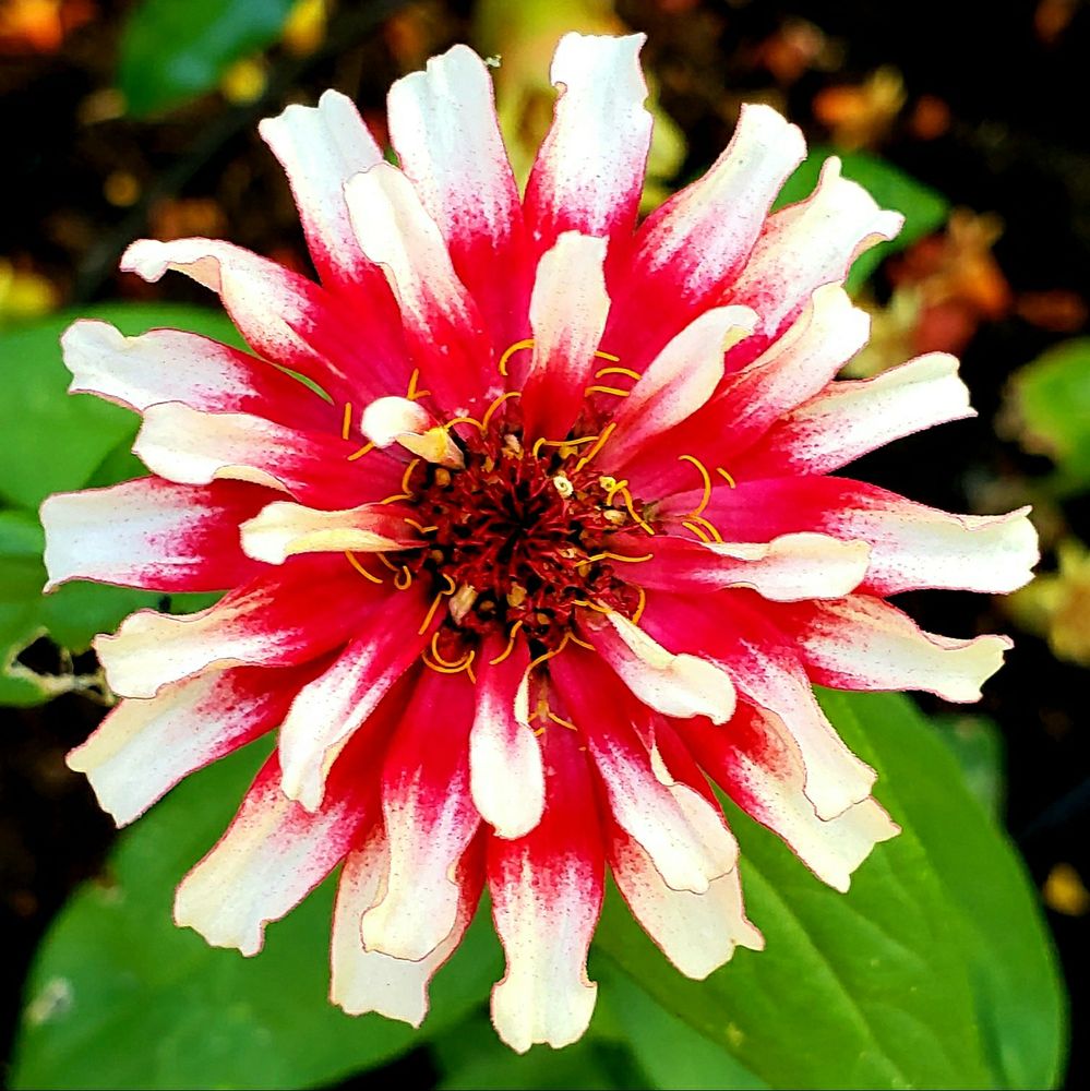 Red and white zinnia