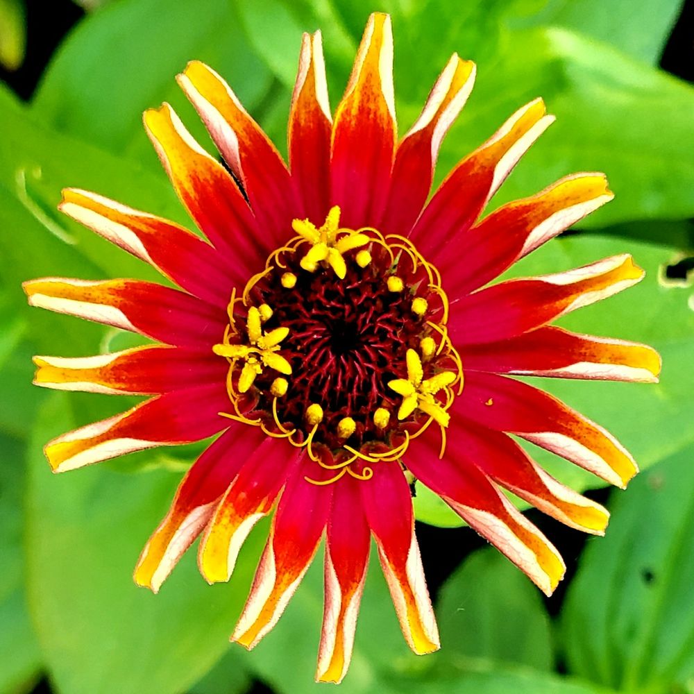 Red and yellow zinnia, more open than the day before 
