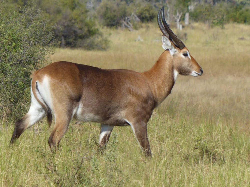 Antelope hybrid in the wilds of northern Botswana - Africa Geographic