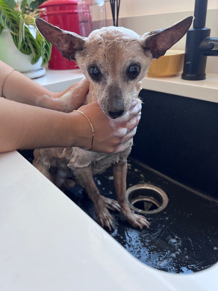 An old pup soaped up in the sink. 