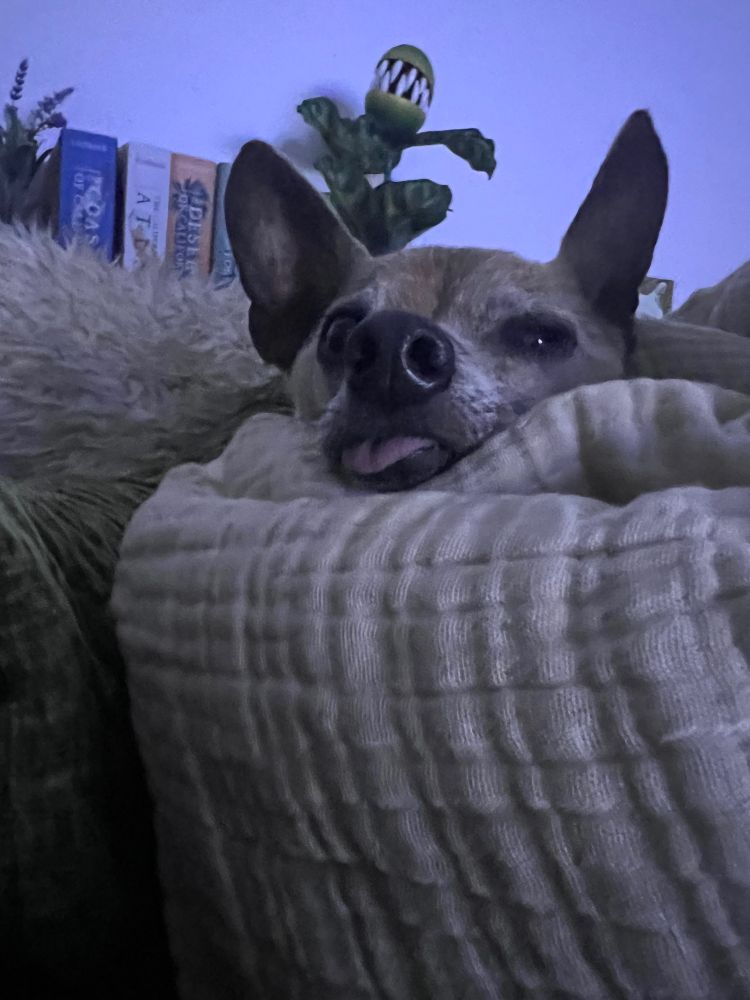 Same swaddled dog, now sporting a blep 