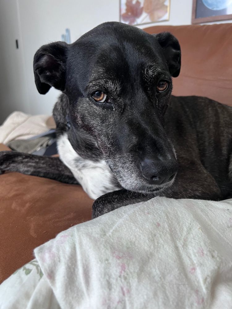 A large black dog looking disgruntled. 