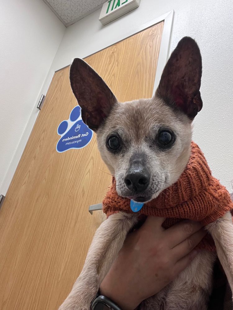 A dapper old pup ready to go home. 