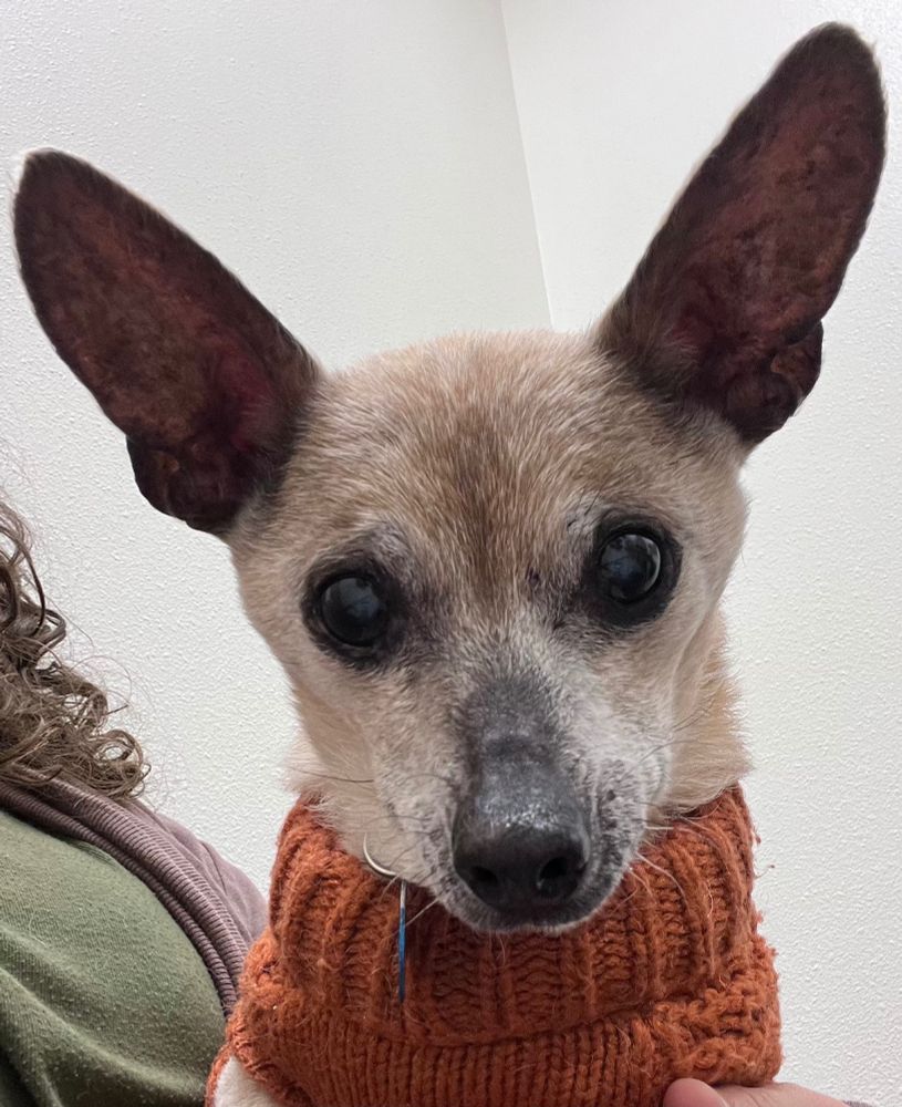 A distinguished old pup wearing an orange sweater. 