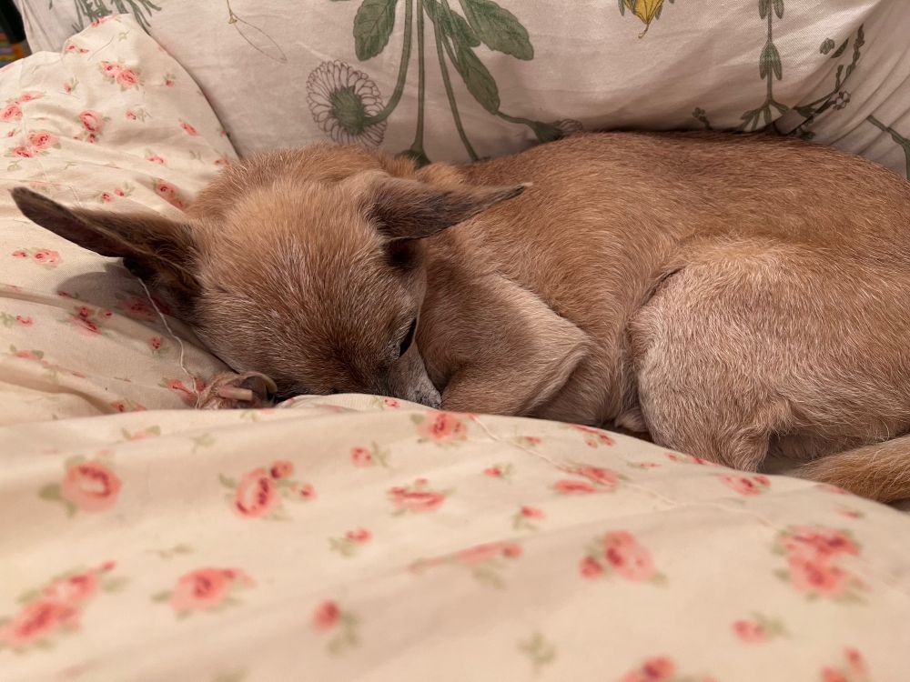 A small dog named Franklin tucked between two normal sized pillows. 