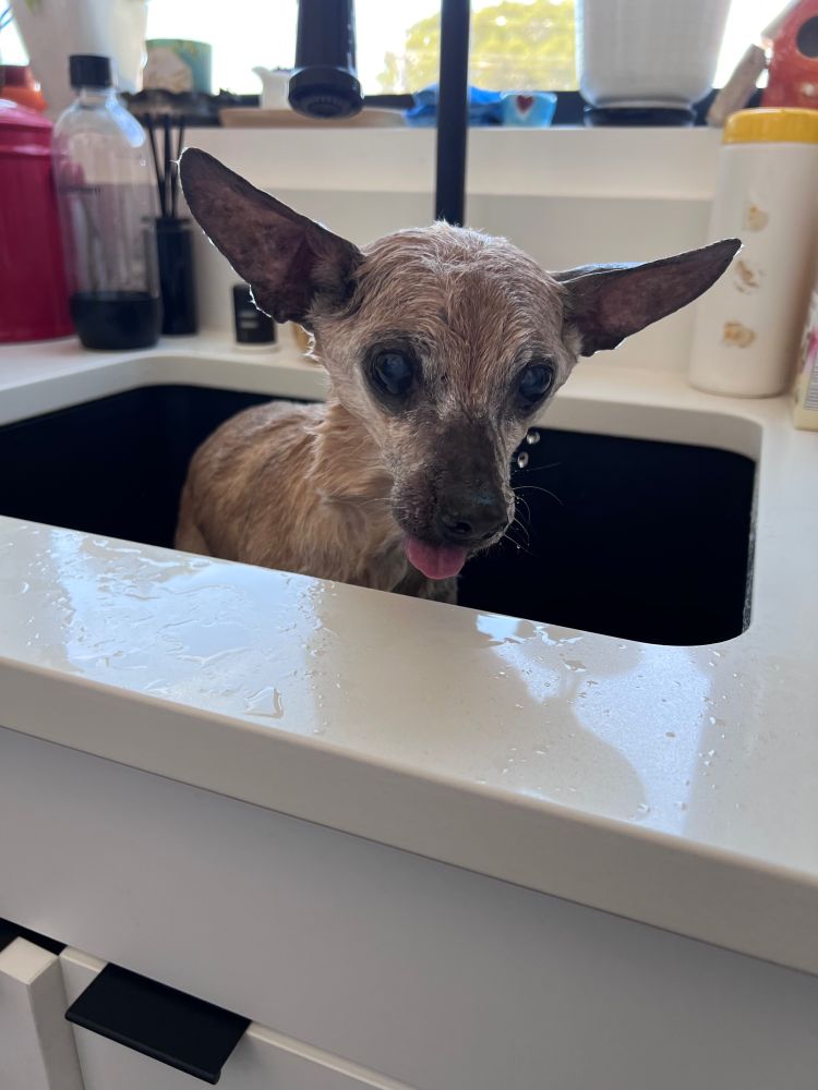 Franklin in the sink. Bath time is over and we are waiting for him to shake off some of the excess water. 
