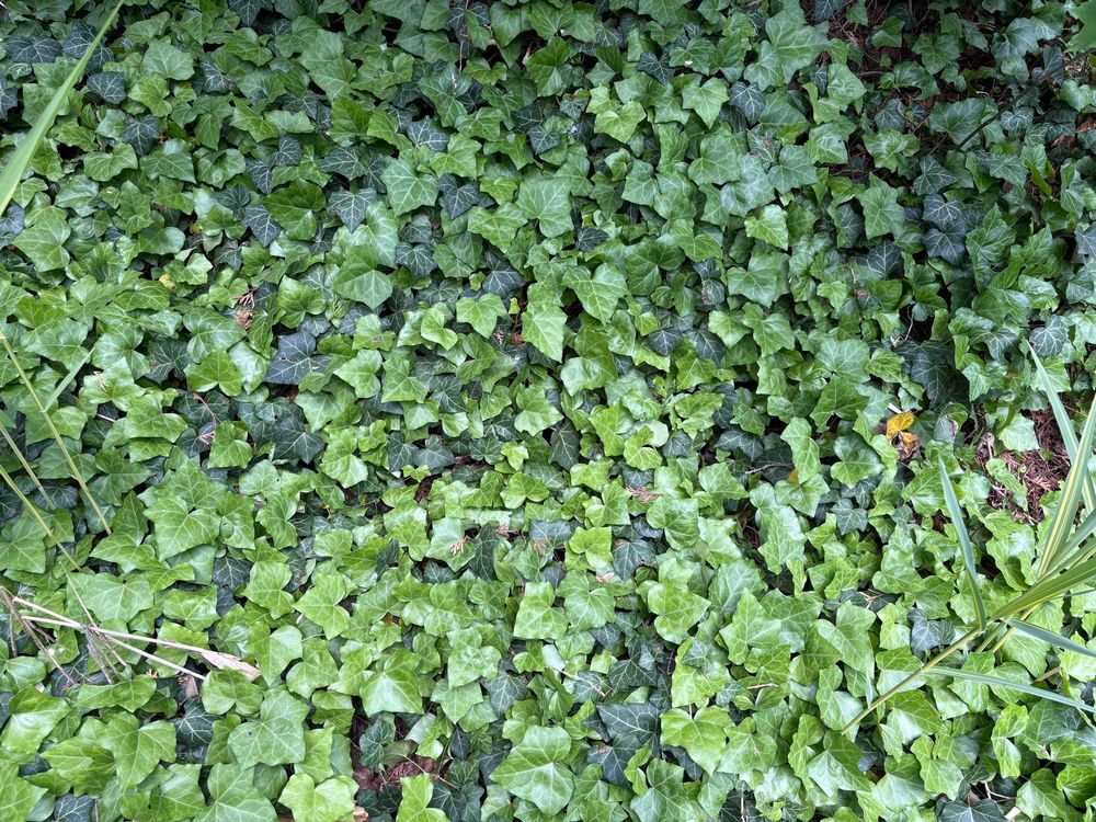 Solid monoculture of English ivy. 