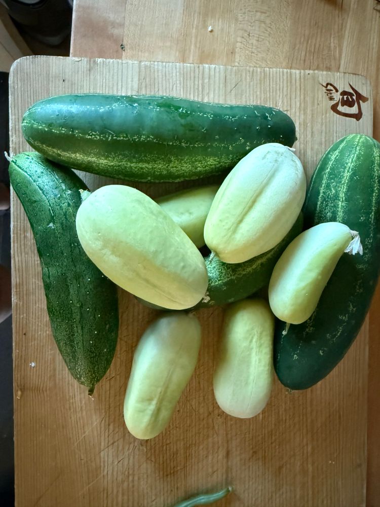 A pile of ten cucumbers. Six are dragon’s egg cucumbers: pale yellow green, almost egg sized. Four are big green pickling cucumbers. 