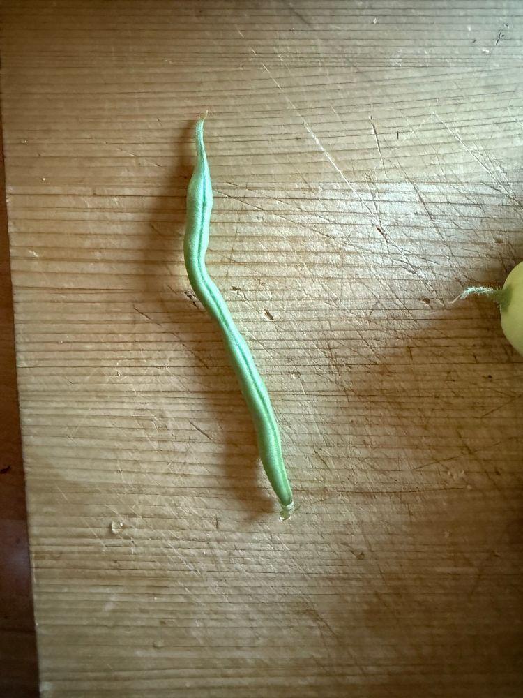 One solitary green bean. That’s it. 