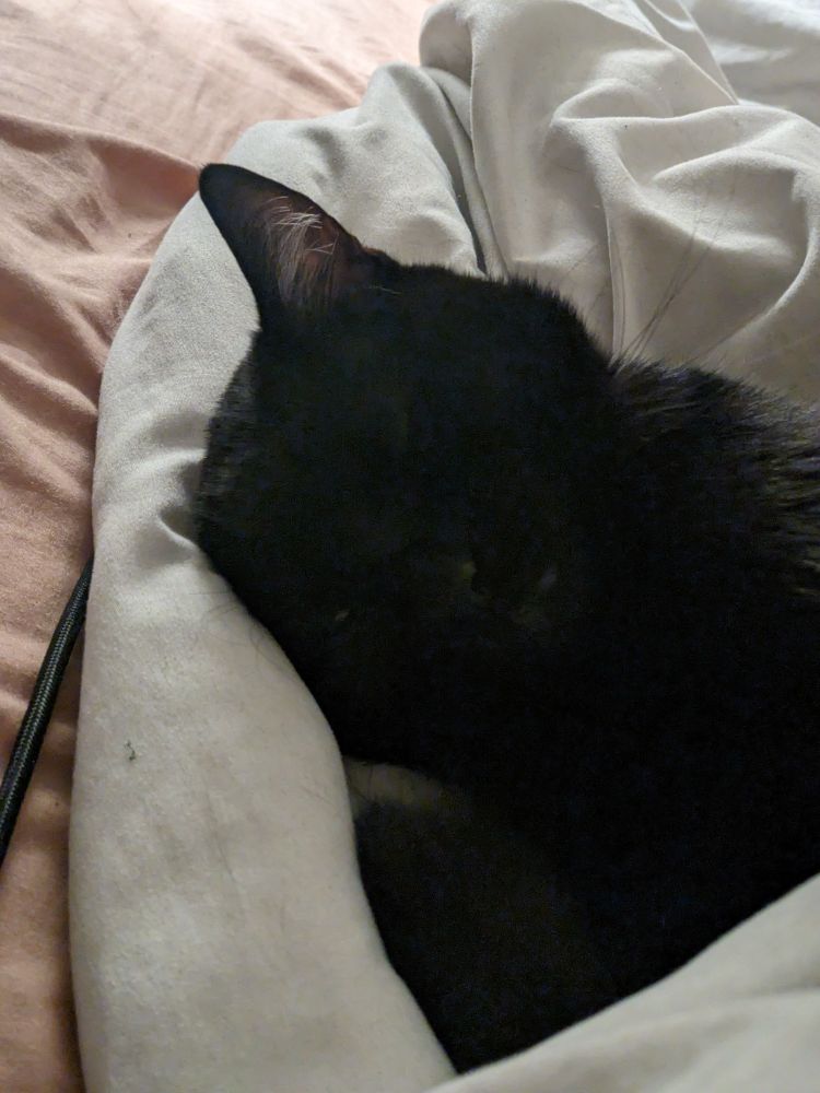 Cosmo the black cat is cuddled up snuggly in a duvet, his eyes closed in comfort.