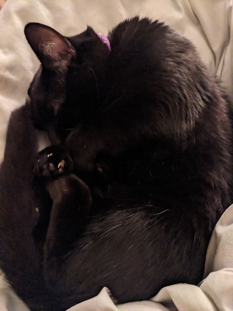 Cosmo the black cat is curled up into a doughnut shaped on a duvet.