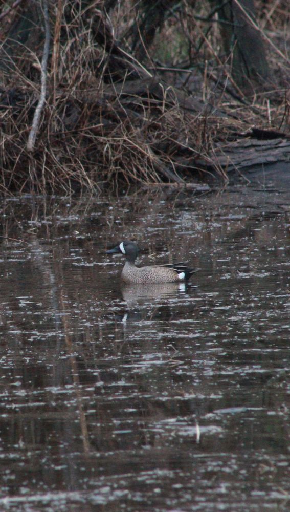 a male blue-winged teal floating on a still pond. the pond is reflecting the brown vegetation surrounding it.