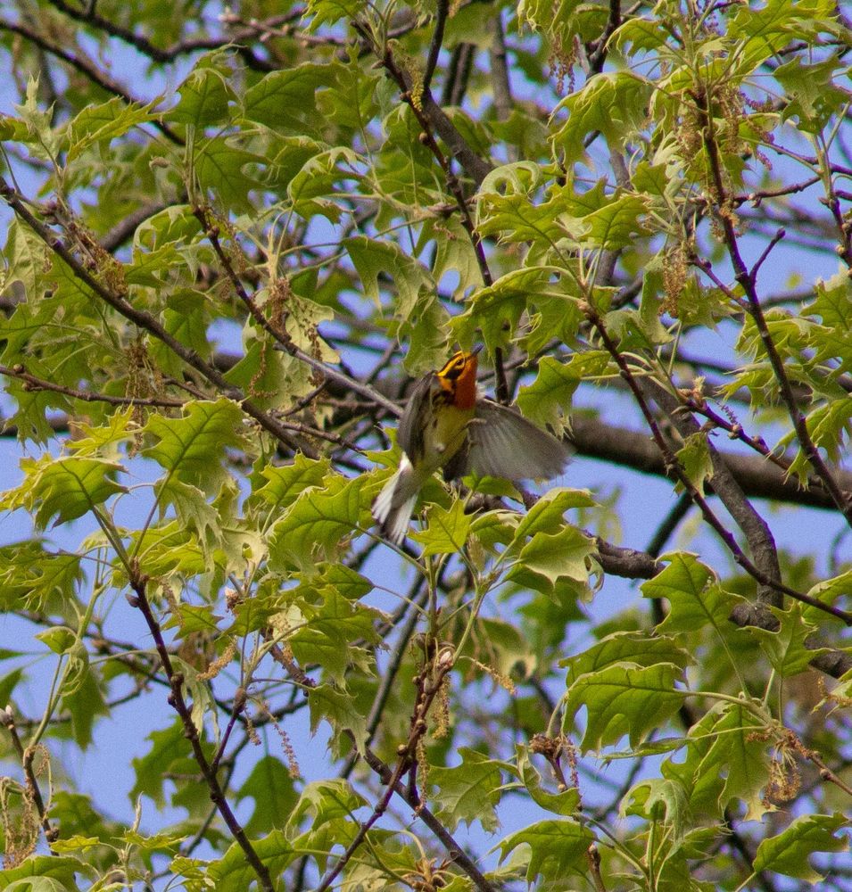 Blackburnian warbler flying between two branches in a tree's canopy.
