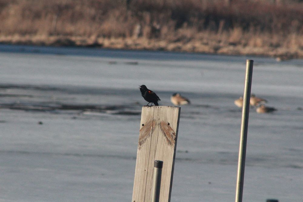 A male Red-winged Blackbird singing atop a wooden post. Behind the blackbird is a frozen, washed-out blue pond with 4 Canada Geese resting on the ice.