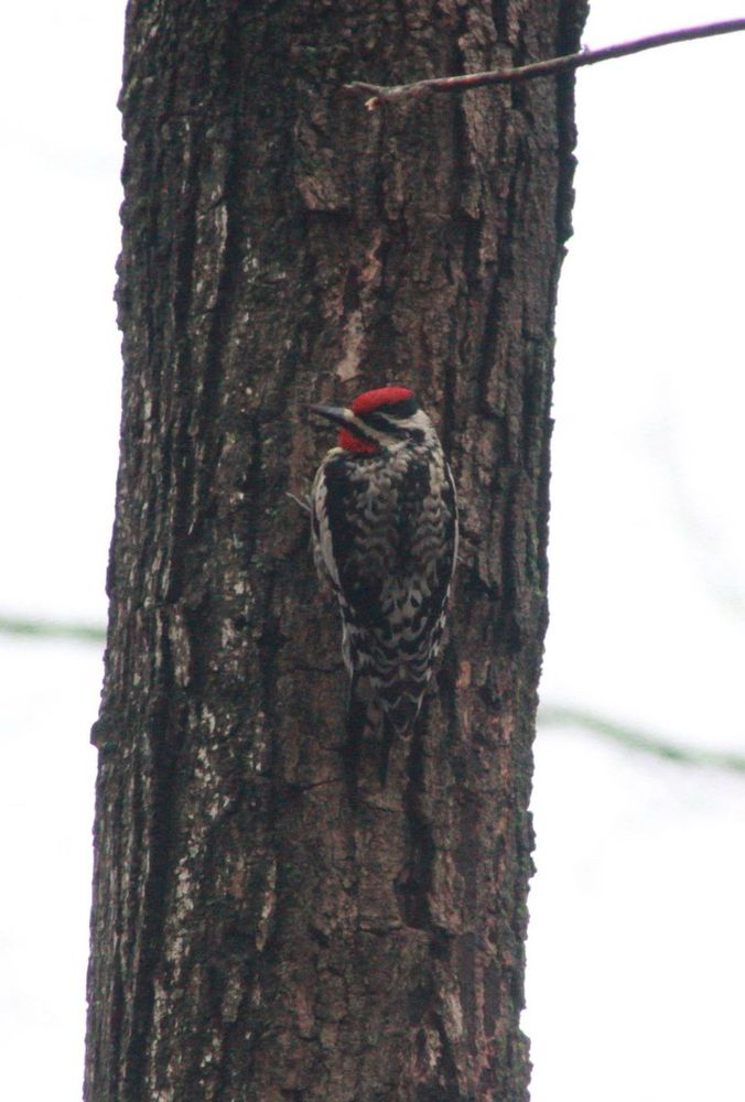 a black and gray yellow bellied sapsucker clings to the side of a tree. its red chin and head markings stand out against the drab tree and gray sky.
