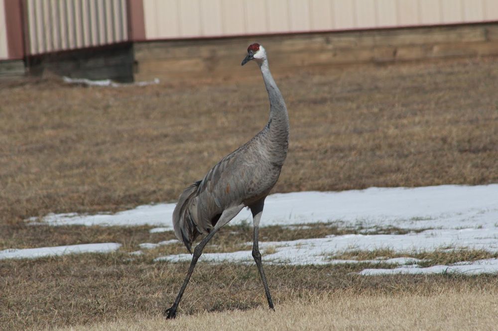 A sandhill crane strutting in a withered lawn with slight snow cover. Behind the crane is a metal shed.