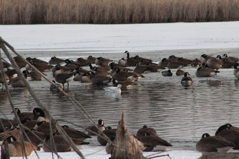 Multiple large geese and other waterfowl swimming and roosting and a gray, frozen over lake. A single white snow goose swims among the larger, brown Canada Geese.