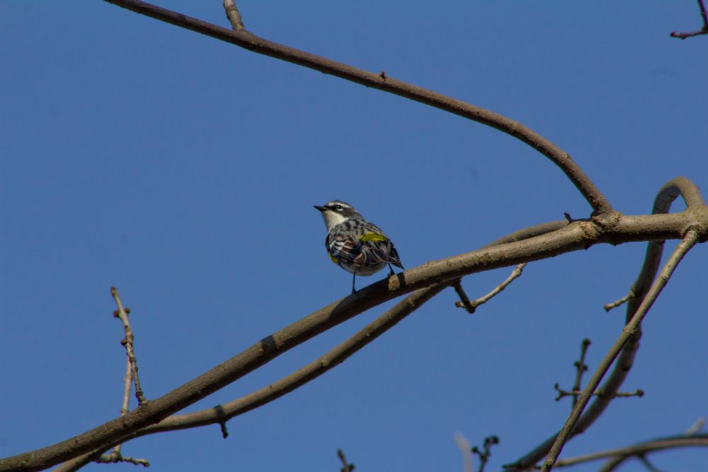 A yellow-rumped warbler perched on a small branch with the bright blue sky behind him
