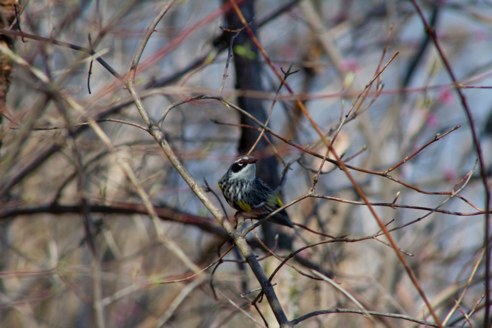 A yellow-rumped warbler perched on a small branch in some shrubbery.