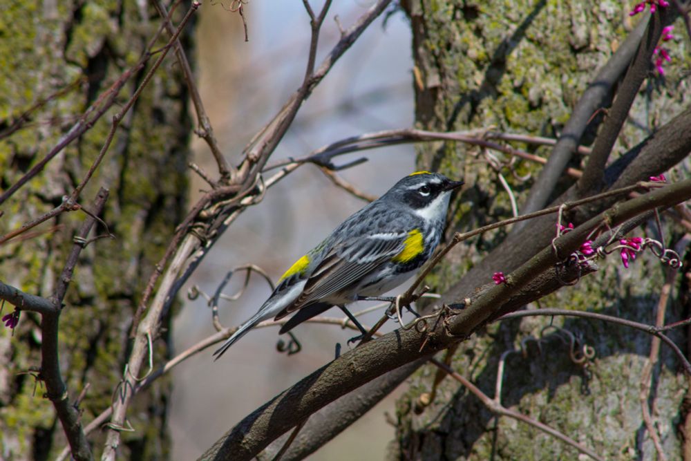 A yellow-rumped warbler perched on a small branch between two mossy tree trunks.