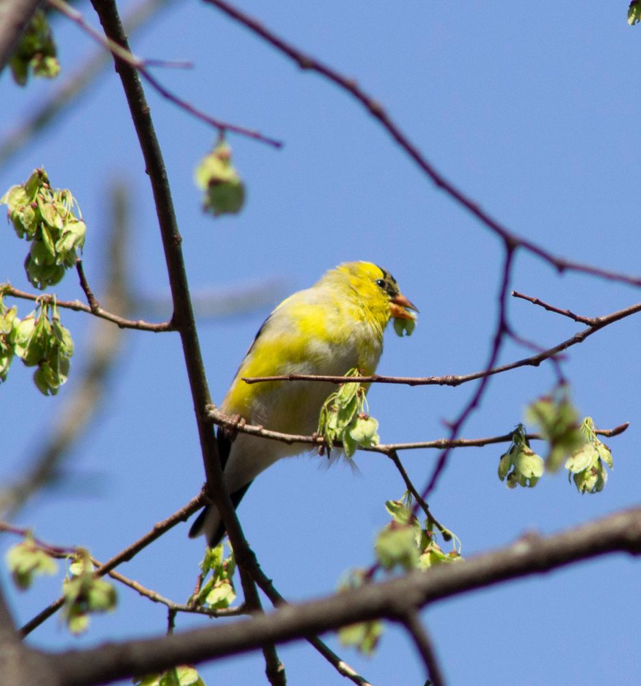 Inter-molt goldfinch perched on a twig against a blue sky. It is eating fresh maple samaras off the branches. 