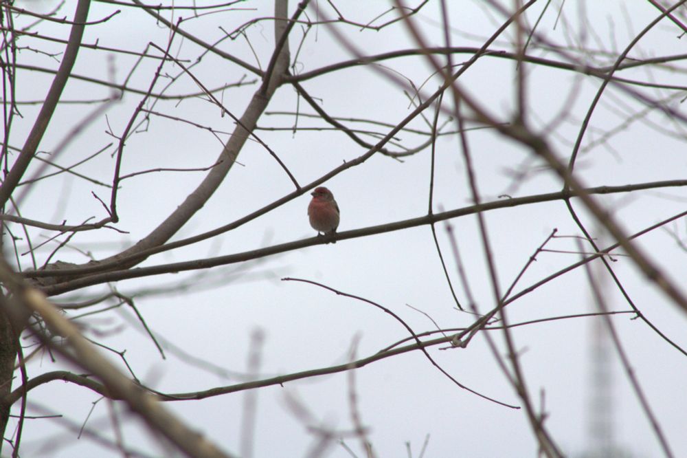 a house finch perched on a thin branch against a gray sky.