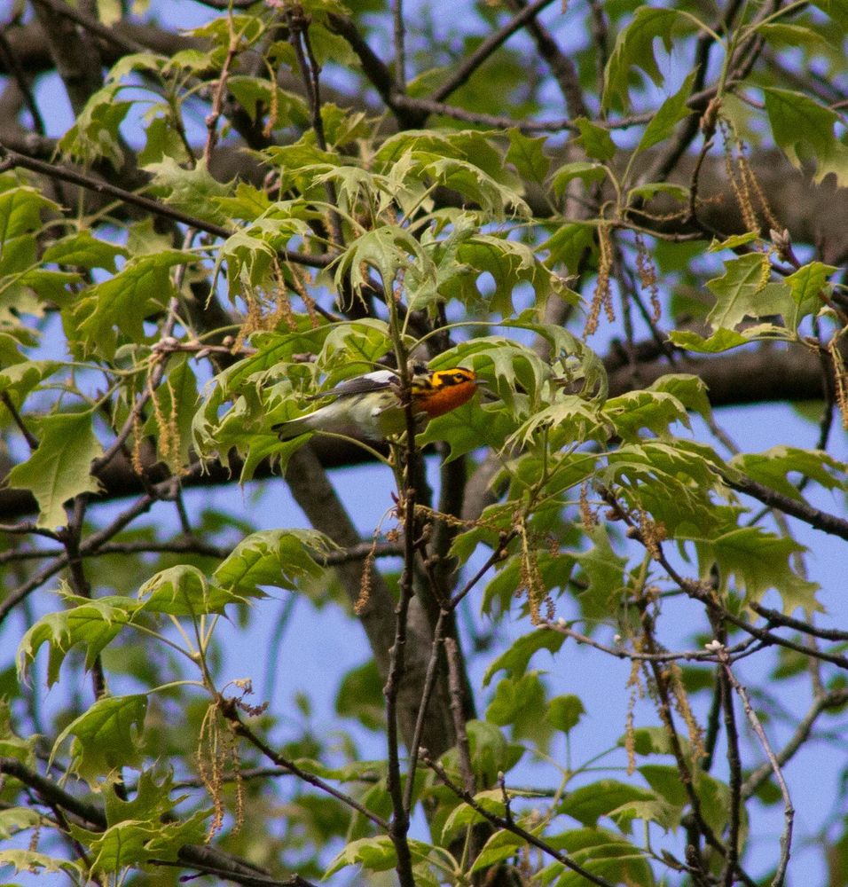 Blackburnian Warbler perched on a branch in a tree's canopy. He looks forward with a stretched out neck, displaying his gorgeous orange head and throat