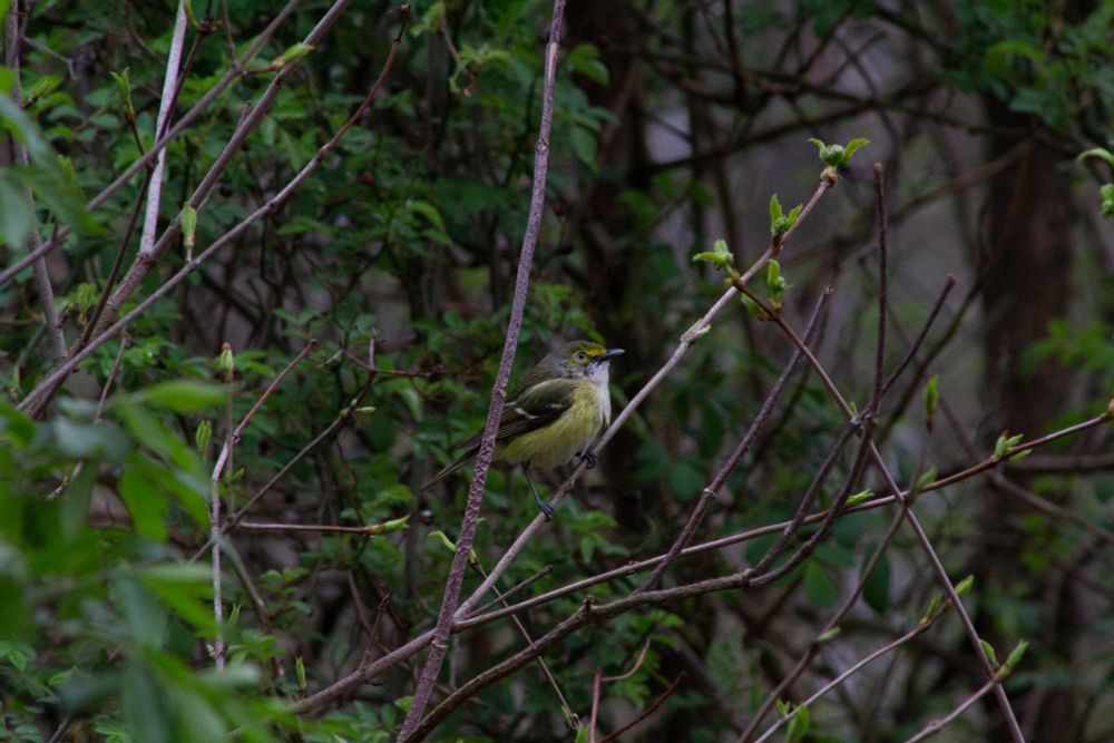 Gray, olive, and yellow White-eyed Vireo in greening shrubs. his white eyes pierce your soul.
