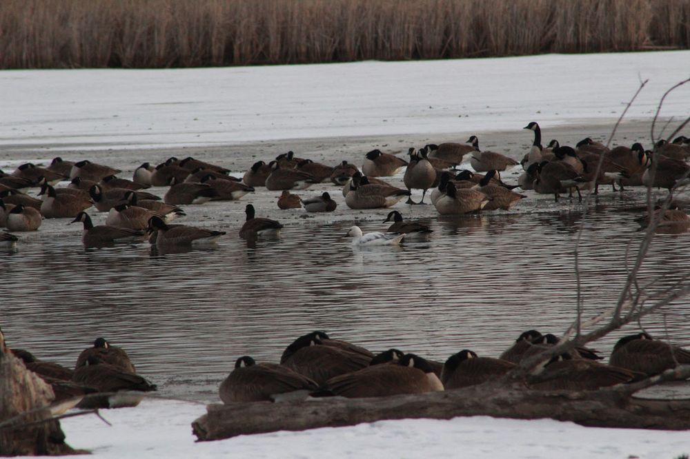 Multiple large geese and other waterfowl swimming and roosting and a gray, frozen over lake. A single white snow goose swims among the larger, brown Canada Geese.