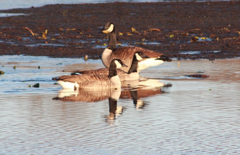 2 Canada geese and a cackling goose on the shoreline of a pond
