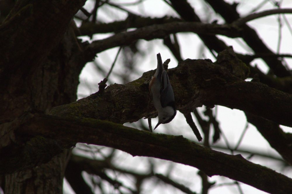 a white-breasted nuthatch clinging to the side of a tree upside-down