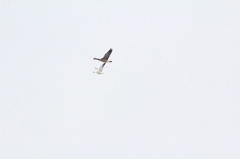 A large brown goose and a smaller white goose fly closely to each other against a muted gray sky