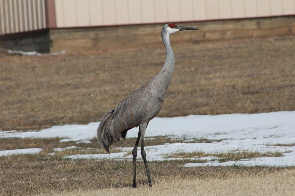 A sandhill crane standing in a withered lawn slightly covered in snow. Behind the crane is a metal shed.