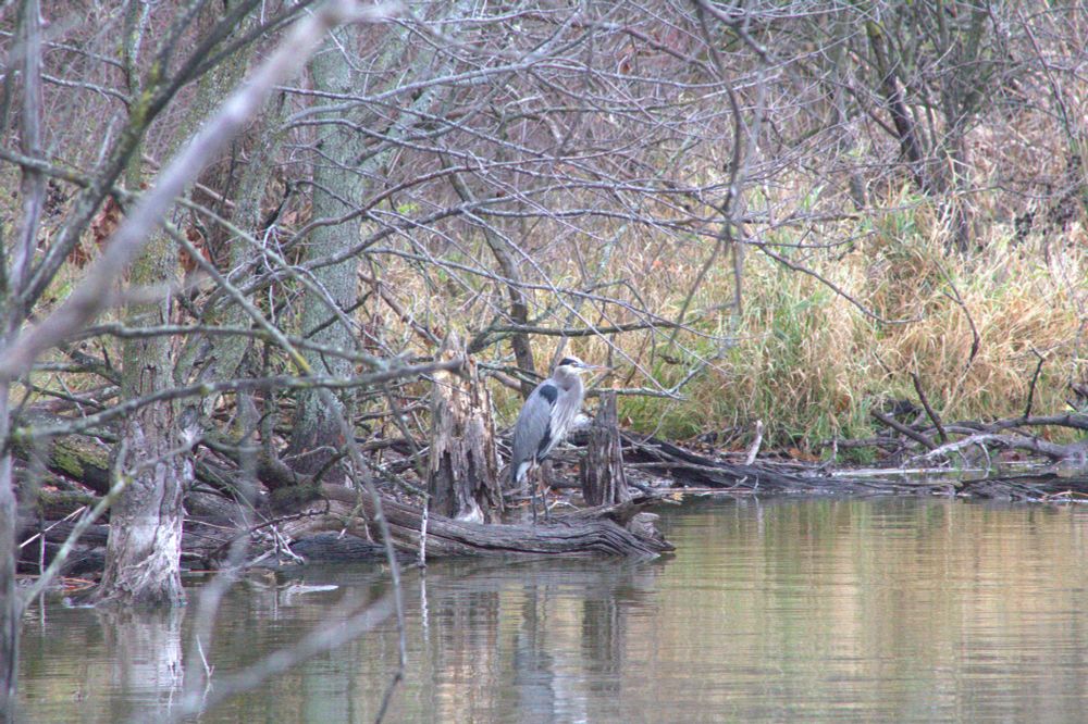 a distant great blue heron standing on the shoreline of a marsh