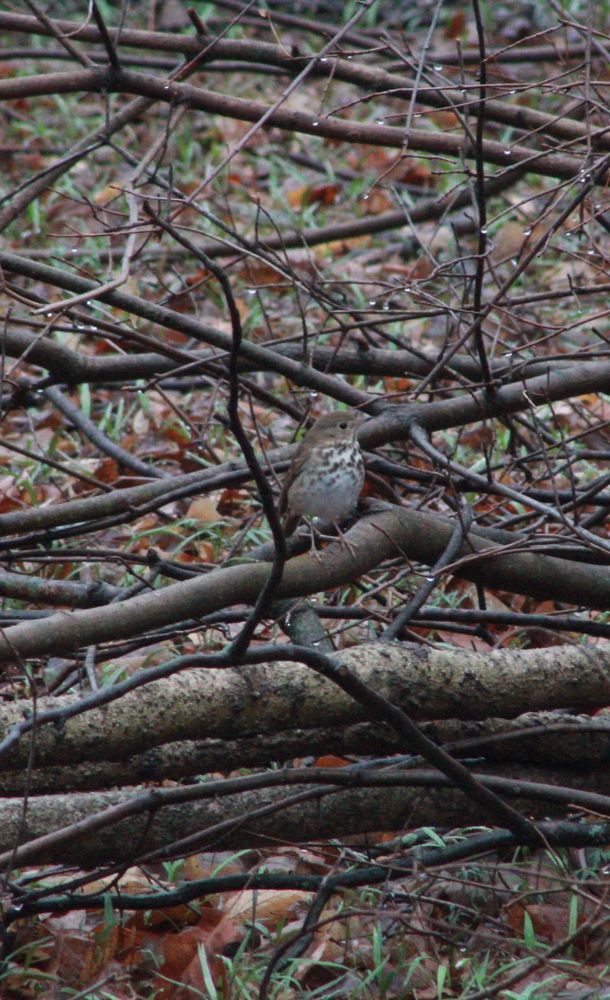 a drab brown hermit thrush with spots on its pale chest. it’s perched on a collection of fallen tree branches near the ground